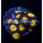 Zoanthid - Zombie Banana