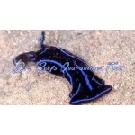 Blue Velvet Nudibranch EXPERT ONLY