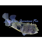 Stripped Burrfish