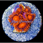 Zoanthid - Bam Bam