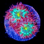 Blastomussa - Blind Eye