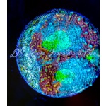 Acan - Double Trouble