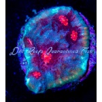 Chalice - Frost Fire