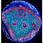 Chalice - Glacial Freeze Stunner