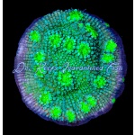 Chalice - Hollywood Stunner