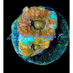 Acan - Ice Cream Paint Job