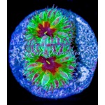 Blastomussa - Merletti