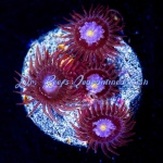 Zoanthid - Mystique