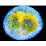 Chalice - Space Jump