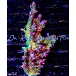 Acropora - Strawberry Shortcake