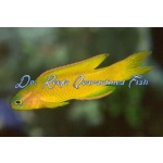 Yellow/Gold Assessor Basslet