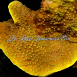 Turbinaria - Yellow Scroll