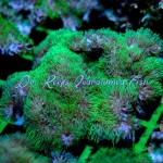 Encrusting Star Polyps Neon Green (on a Rock)