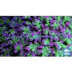 Frogspawn ORA (Multi Head)