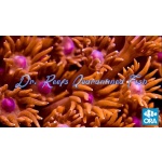 Goniopora - Red