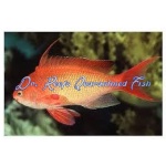 Lyretail Anthias (Male)