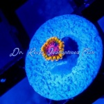 Zoanthid - Master Mind (Single Head)