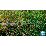 Galaxea - Metallic Green