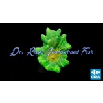 Pectinia - Space Invader