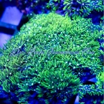 Star Polyps Neon Green (on a Rock)