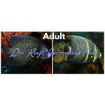 French Angelfish (Adult)
