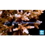 Acropora - Australian Delicate
