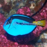 Blue Hippo Tang (Captive Bred)