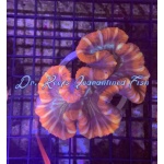 Brain Open Red (Fiji)