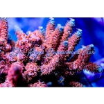 Acropora - Cherry Blast