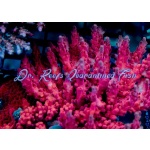 Acropora - Cherry Blossom