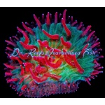 Fungia - Colorblind Diaseris