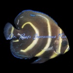 Cortez Angelfish (Captive Bred)