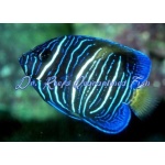 Crescent Asfur Angelfish (Captive Bred)