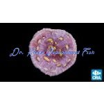 Chalice - Easter Egg