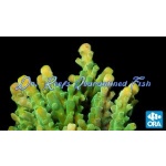 Acropora - Frogskin