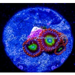 Zoanthid - Fruitopia (4+ Polyps)