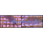 Golden-lined Rabbitfish (Captive Bred)