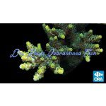 Acropora - Green Planet