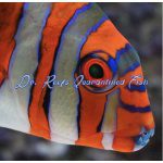 Harlequin Tuskfish Captive Bred 4"+