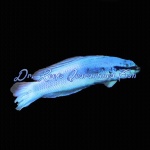 Indigo Dottyback (Captive Bred)