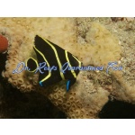 French Angelfish (Juvenile)