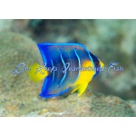 Queen Angelfish (Juvenile)
