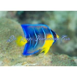 Queen Angelfish (Juvenile)