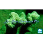 Psammocora - Kelly Green