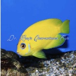Lemonpeel Angelfish (Captive Bred)