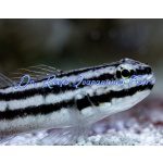 Links Sleeper Goby (Captive Bred)