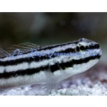 Links Sleeper Goby (Captive Bred)