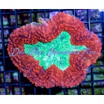 Lobo Red/Green (Aussie)