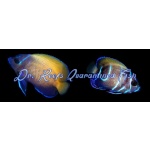 Majestic Angelfish (Captive Bred)