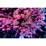 Acropora - Martian Sunrise